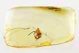 Fossil Jumping Spider (Salticidae) In Baltic Amber - Rare #275503-1